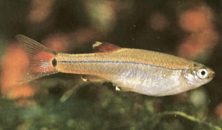 tanichthys albonubes femelle ou faux néon ou vairon de Chine.
